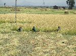 Harvesting rice, Hwy 3, north of Woreta, Ethiopia