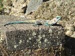 multi-colored lizard, Gondar