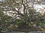 400 year old tree outside Royal Enclosure, Fasil Ghebbi, Gondar, Ethiopia