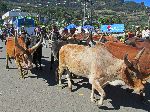 Cattle walking through a town, Ethiopia