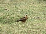 Small eagle, Saalalii plateau, Ethiopia