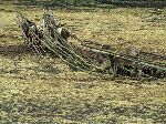 Donkeys hauling poles for constrution, Fiche, Ethiopia
