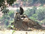 Vervet monkeys, Nile Gorge, Ethiopia
