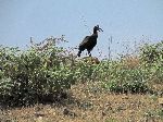 Abyssinian ground hornbill, Nile Gorge, Ethiopia