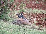 camouflaged hornbills, Bure, Ethiopia