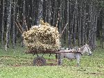Donkey and cart hauling hay, Ethiopia