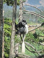 Black and White Colobus monkey, Lake Zengena, Ethiopia