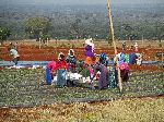 Planting beds, Horticultural project, Bahir Dar, Ethiopia