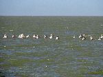 Pelicans from lake shore park, Bahar Dar, Ethiopia