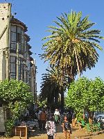 Palm tree along boulevard, Bahir Dar, Ethiopia