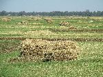 Rice fields, Hwy 3, south of Woreta, Ethiopia