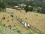 Group traveling by foot, Simien Mountains, Ethiopia