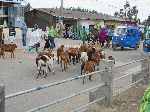 Livestock running down main street, Debark, Ethiopia