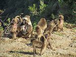 Gelada family, Simien Mountains Natrions Park, Ethiopia