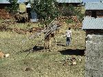 Camel hauling construction poles, village, between Adi Gebru and Inda Aba Guna, Tigray, Ethiopia