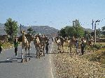 Working camels, between Selekleka and Wkro Mayay, Tigray, Ethiopia