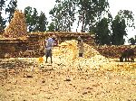 Winnowing grain, Hawzen, Tigray, Ethiopia
