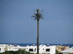 Cell tower, palm tree, Morocco coast, south of Casablanca