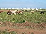 Cows and housing, Morocco coast, south of Casablanca