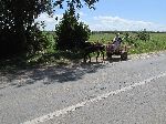 Donkey cart, coastal road, south of Casablanca, Morocco
