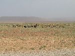 Sheep, Boumalne Dades-Tinghir road, Morocco