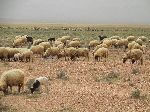 Sheep, Boumalne Dades-Tinghir road, Morocco