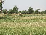 Agriculture, Tinejdad, Morocco