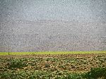 Mystery yellow crop, between Goulmima and Errichidia, Morocco