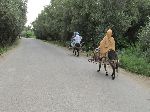 Donkeys and palms, Mediouna, Assrir, Bni Hheli road, Errachidia, Morocco