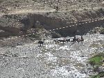 Donkey transport, Ziz River, Er Rich, Morocco