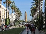Mosquée Assounna and Royal palm, Ave Mohammad V, Rabat, Morocco