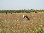 Morocco, cows grazing