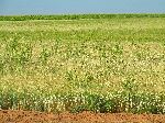 Wheat field, Morocco