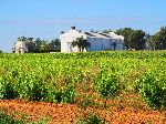 Vineyard, Morocco