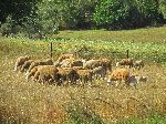 Sheep grazing, Khemisset, Morocco