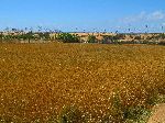 Wheat and dunes, Jorf Lasfar-Oualidia road, Morocco