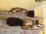 Cats cat-napping, Medina, Safi, Morocco