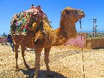 Camel, highway viewpoint, Essaouira, Morocco