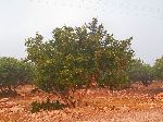 Argan tree, Morocco