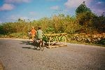 Moving tobacco on ox drawn sled, Pinar del Rio, Cuba