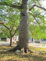 Ceiba tree and offerings, John Lennon Park, Havana, Cuba
