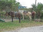 Horses, rural Pinar del Rio, Cuba