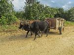 Ox cart, rural Pinar del Rio, Cuba