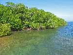Mangrove on the shoreline, Cayo Jutias, Cuba
