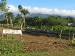 Organic farm, Cuba