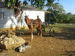 Horse and cart, Cuba