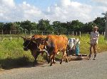 Cows hauling water on skids, Cuba