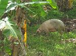 Pig,  rooting at the road side, Cuba.