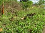 Goats, grazing on the road side, Cuba.