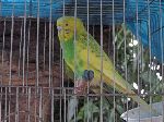 caged bird, Cuba